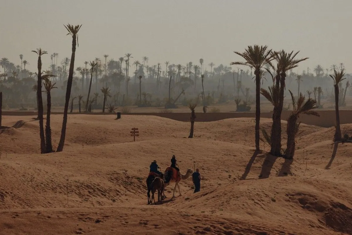 Paseo en dromedario entre las palmeras del Palmeral de Marrakech